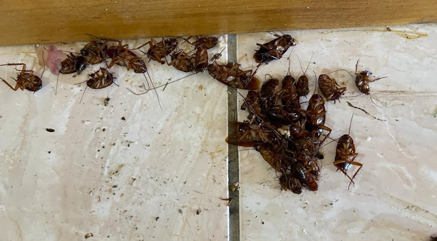 Désinfection de cafards. L'intervention de désinfection cafard a été réalisée par Cleanyou, expert en élimination de nuisibles dans les Hauts-de-France