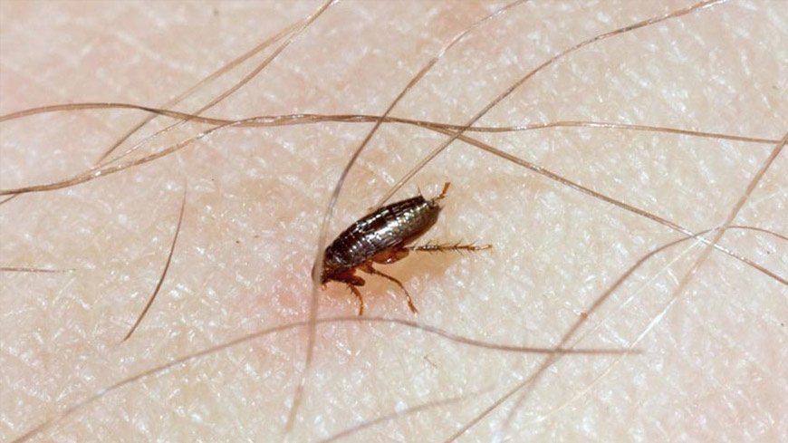 Infestation de puces à Lille dans les Hauts-de-France. La société Cleanyou est intervenue rapidement pour éliminer les puces. Cleanyou intervient rapidement et en toute discrétion pour tous les types de nuisibles