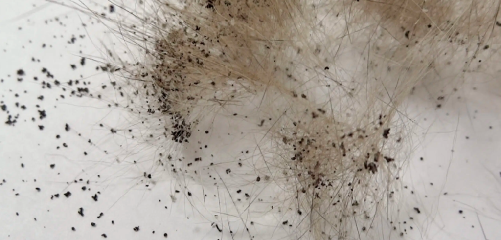Crottes de puces dans un  logement infesté de puces que la société Cleanyou a désinfecter à Lille dans le Nord de la france (Hauts-de-France). Cleanyou est spécialisé dans les traitement anti-puces et désinfection de nuisibles