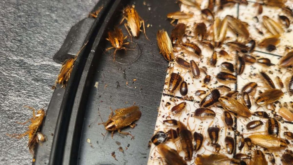Infestation de cafards et de blattes dans un logement. L'intervention de désinfection cafard a été réalisée par Cleanyou, expert en élimination de nuisibles dans les Hauts-de-France