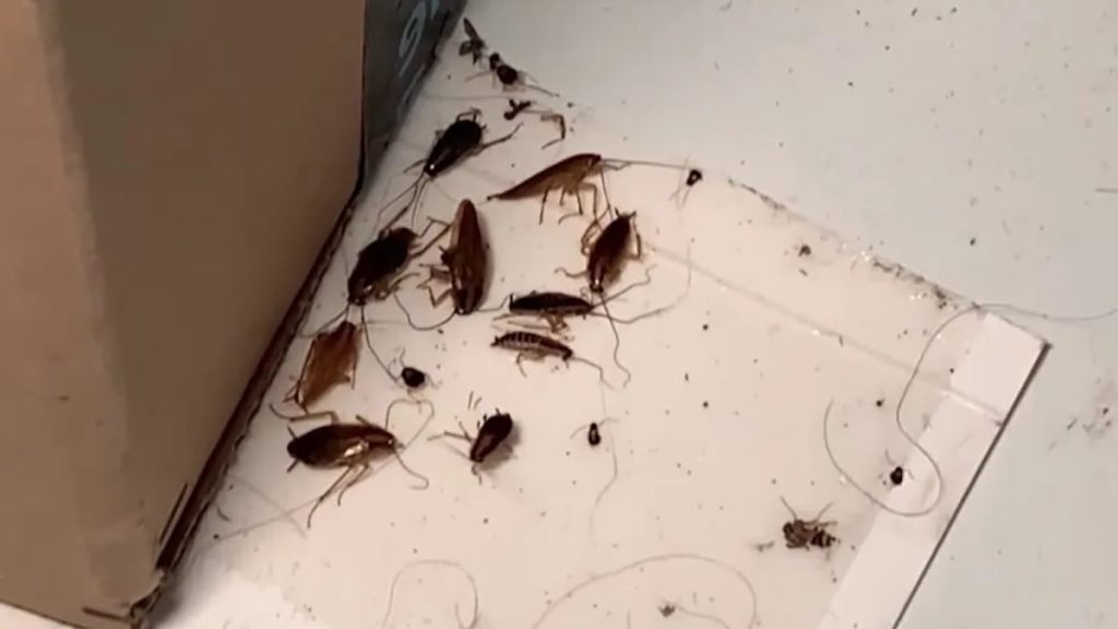 Infection de cafards dans un logement à Lille dans les Hauts-de-France. Cleanyou intervient rapidement pour éliminer durablement les nuisibles et cafards