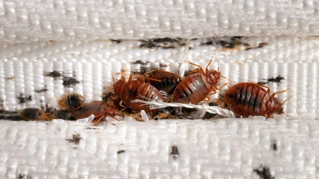 infestation punaises de lit à Lille dans les Hauts-de-France. Cleanyou, société spécialisée dans a lutte contre les nuisible est intervenue rapidement