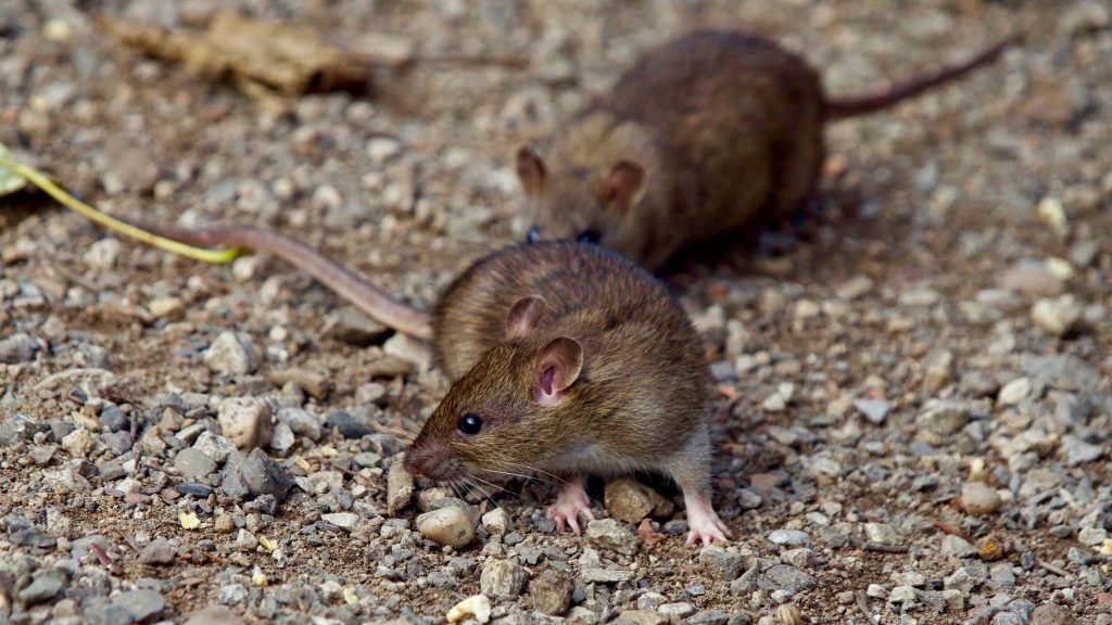 Infestation de souris et rats à Lille dans les Hauts-de-France. La dératisation a été réalisée par Cleanyou, spécialisé dans la dératisation Hauts-de-France
